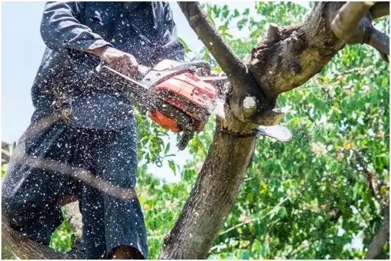 tree services Stayton